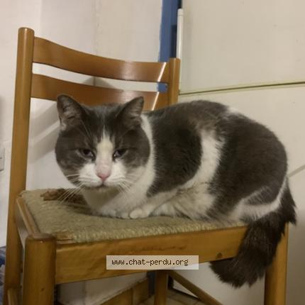 Foto 1/1 Polochon Chat perdido en Ille sur tet