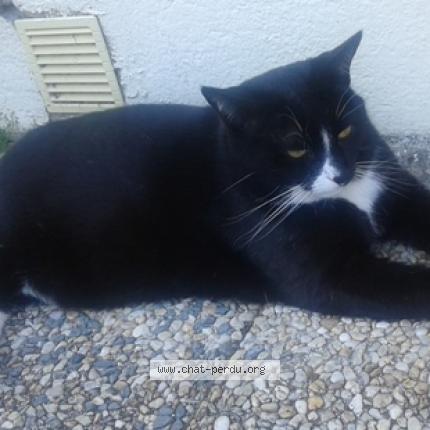 Foto 1/1 Pilou Chat perdido en Inzinzac lochrist