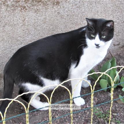 Foto 1/1 Titou Chat perdido en Le coteau