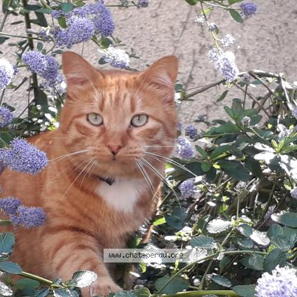 Foto 1/1 LEO Chat perdido en Cumieres