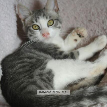 Foto 1/1 BLUE Chat perdido en Coucouron