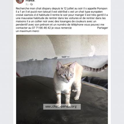 Foto 1/1 Pompon Chat perdido en Hericourt