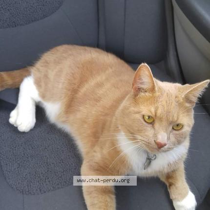 Foto 1/1 Pom Pom Chat perdido en Grand mere