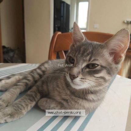 Foto 1/1 Lucky Chat perdido en Evry