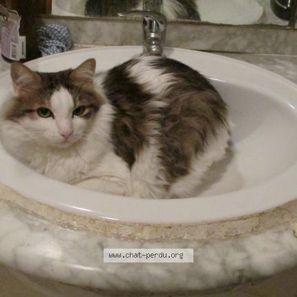 Foto 1/1 fripon Chat perdido en Montpellier