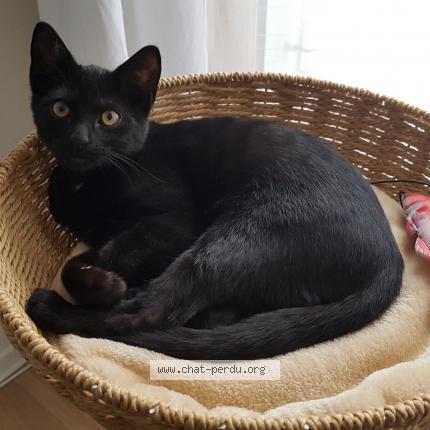 Foto 1/1 Réglisse Chat perdido en Forges