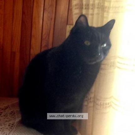 Foto 1/1 Lucius Chat perdido en Meillerie locum