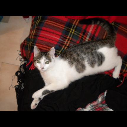 Foto 1/1 Oggy Chat perdido en Aix en provence