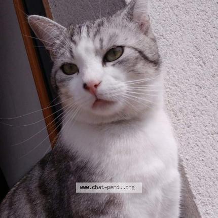 Foto 1/1 Nougat Chat perdido en Mezidon vallee d auge