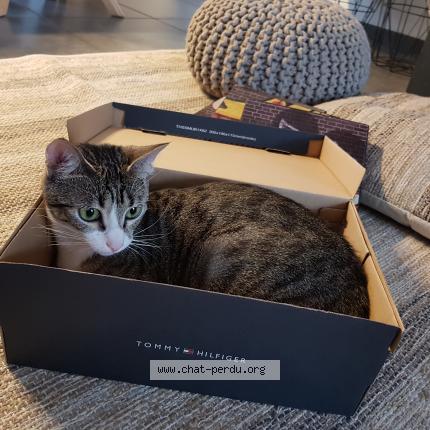 Foto 1/1 biscotte Chat perdido en Palaiseau