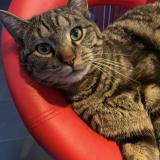 Foto del gato perdido en Vesin