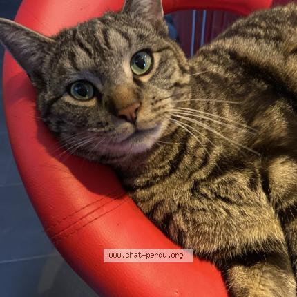 Foto 1/1 Diego Chat perdido en Vesin