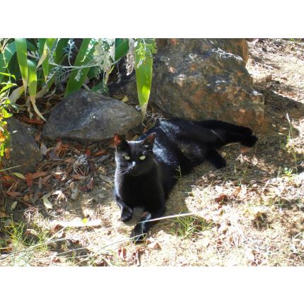 Foto 1/1 Misty Chat perdido en Vitrolles