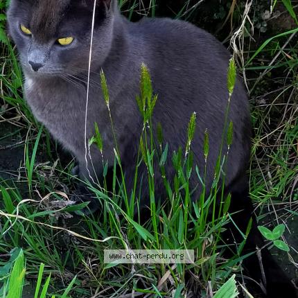 Foto 1/1 Ouisty Chat perdido en Pont saint martin