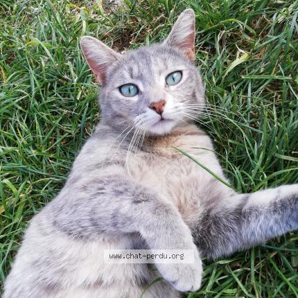 Foto 1/1 INAYA Chat perdido en Metz