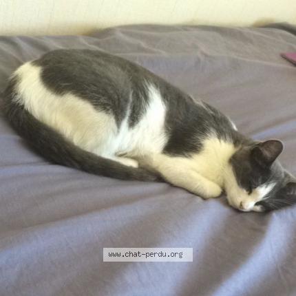 Foto 1/1 Chichoune Chat perdido en Les mureaux