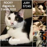 Foto del gato perdido en Jury