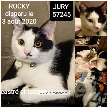 Foto 1/1 Rocky Chat perdido en Jury