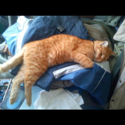 Foto 1/1 Knaille Chat perdido en Saint sauveur