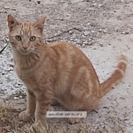 Foto 1/1 Plume Chat perdido en Meyzieu