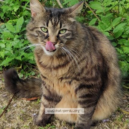 Foto 1/1 Elio Chat perdido en Bazouges la perouse