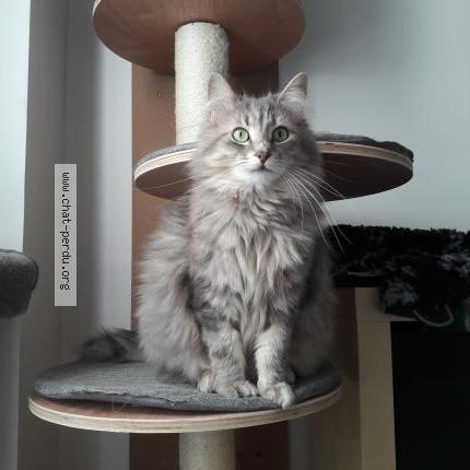 Foto 1/1 Loupiote Chat perdido en Grenoble