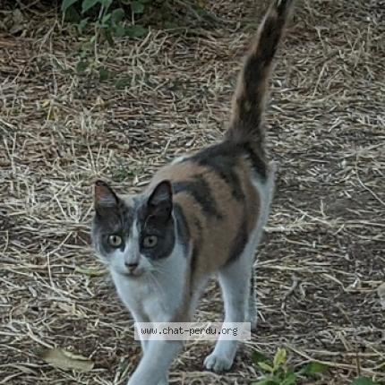 Foto 1/2 SAYURI Chat perdido en Vitrolles