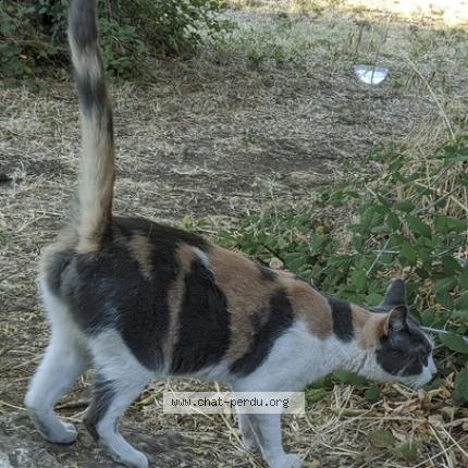 Foto 2/2 SAYURI Chat perdido en Vitrolles