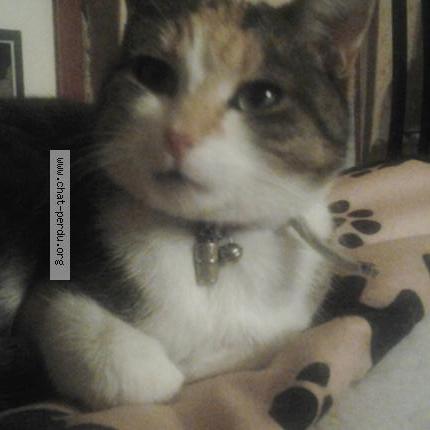 Foto 1/1 PASTILLE Chat perdido en Aubergenville