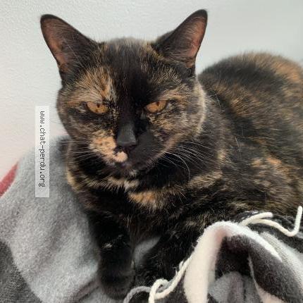 Foto 1/1 Minette Chat perdido en Sainte adele