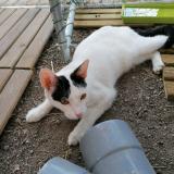 Foto del gato perdido en Barbentane