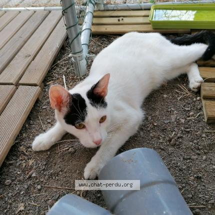 Foto 1/1 Yoshi Chat perdido en Barbentane