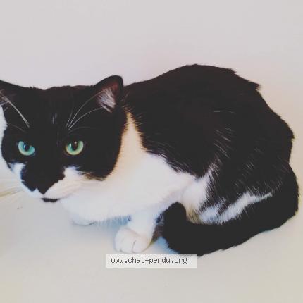 Foto 1/1 Figaro Chat perdido en Lagord