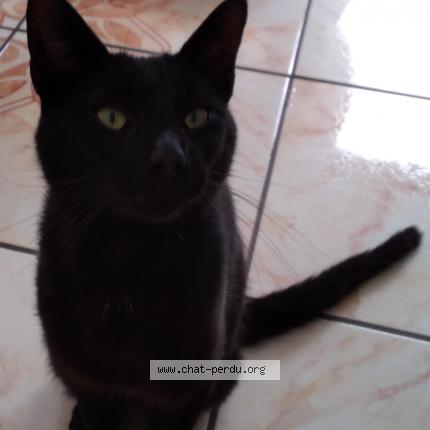 Foto 1/1 Berlioz Chat perdido en Muirancourt