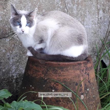 Foto 1/1 BOUNTY Chat perdido en Porspoder