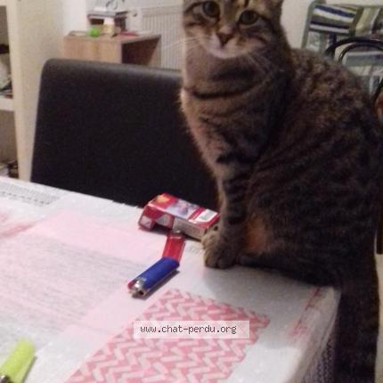 Foto 1/2 Pussy Chat perdido en Perigueux