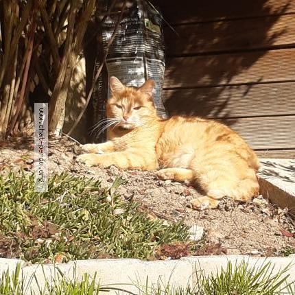 Foto 1/1 Oscar Chat perdido en Maurepas