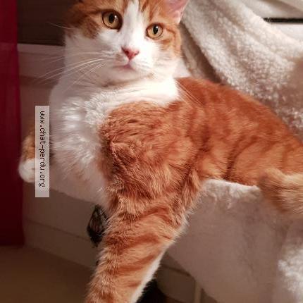 Foto 1/1 Haribo Chat perdido en Doingt flamicourt