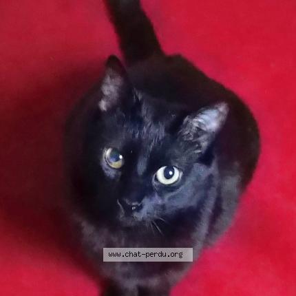 Foto 1/1 Malo Chat perdido en Piriac