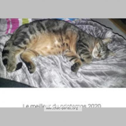 Foto 1/1 TINA Chat perdido en Voiron