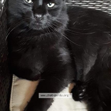 Foto 1/1 Yoda Chat perdido en Calais