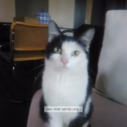 Foto 1/1 ELLA Chat perdido en Sannois