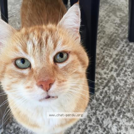 Foto 1/1 tountoun Chat perdido en Plailly