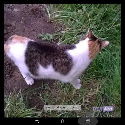 Foto 1/1 MINOUNETTE Chat perdido en Benejacq