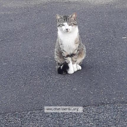 Foto 1/1 Rio Chat perdido en Checy