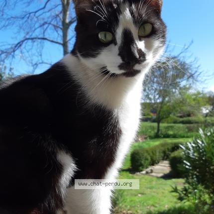 Foto 1/1 Mikado Chat perdido en Guerande