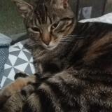 Foto del gato perdido en Montauban