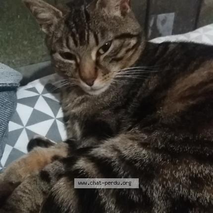 Foto 1/1 Mouflette Chat perdido en Montauban