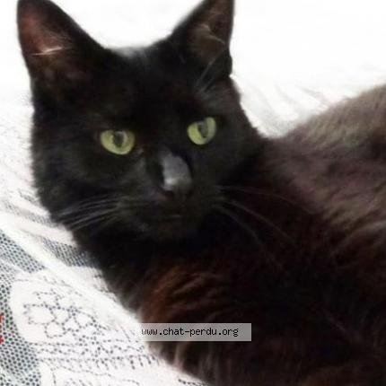 Foto 1/1 Basha Chat perdido en Bourg en bresse