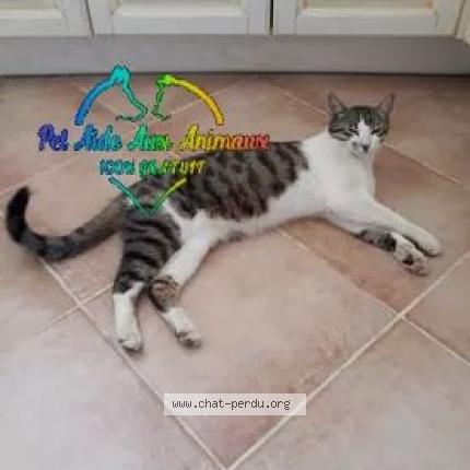 Foto 1/3 Tac Chat perdido en Troisgots conde sur vire